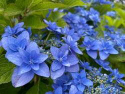 「700本の桜と海の仲間が彩る幻想的なお花見体験　横浜・八景島シーパラダイスで開催！」の写真