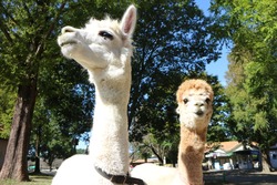 「3/6から！「こもれび 森のイバライド」が子供入園料半額のお得な割引チケット販売開始」の写真