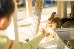 「3/6から！「こもれび 森のイバライド」が子供入園料半額のお得な割引チケット販売開始」の写真