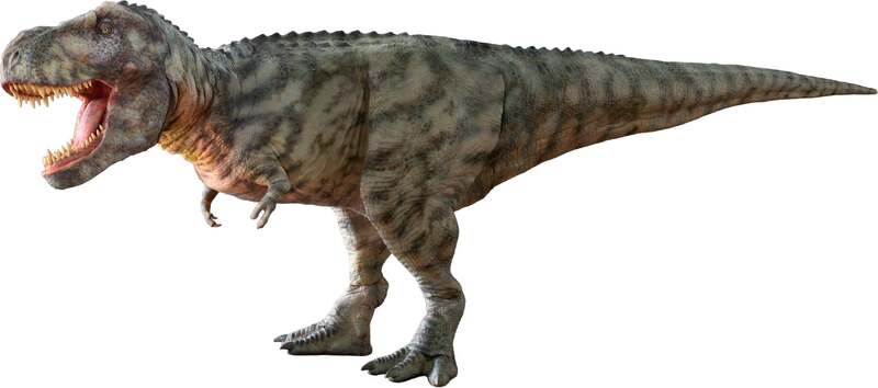 ティラノサウルス（全長8ｍ）
