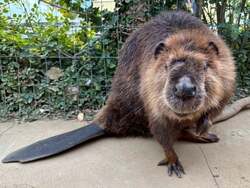 「アメリカビーバーの新展示がシーパラで開始！仲良し夫婦のダム作りを間近で観察できる」の写真