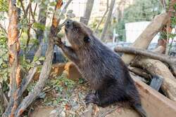 2025年10月に仲間入りしたアメリカビーバーのオス