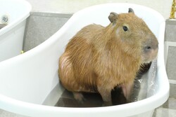 「最大1,800円お得！東京ドームシティで遊び放題の「午後からの春割」が期間限定で登場」の写真