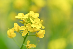 春の花の代表格「菜の花」など、黄色に彩られる2日間！画像はイメージです（画像提供：工場長 / PIXTA）