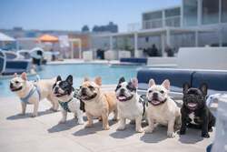 「約2万球の桜色イルミとシャボン玉！　春のキラナガーデン豊洲で入場無料イベント続々」の写真