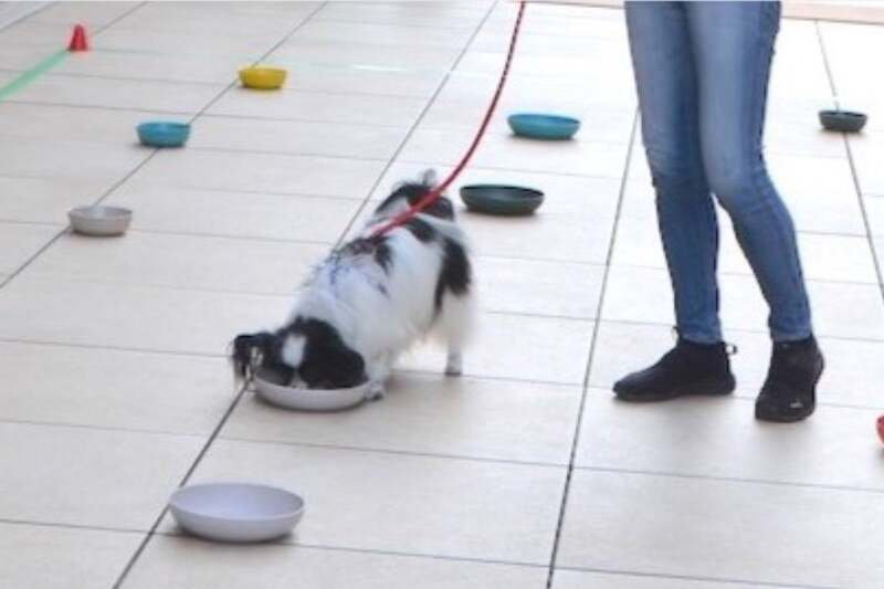 ノーズワークスポーツ体験会