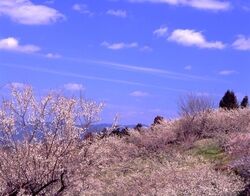 広橋梅林 梅の里山まつり