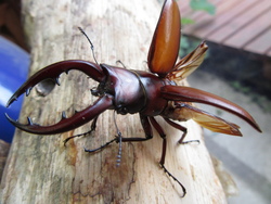 「春休み・GWを【那須エリア】で満喫♪いこーよ厳選スポット7選」の写真