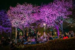 「夜空を舞う桜色ランタン＆絶品グルメ！体験満載の扇町桜まつりが大阪・扇町公園で」の写真