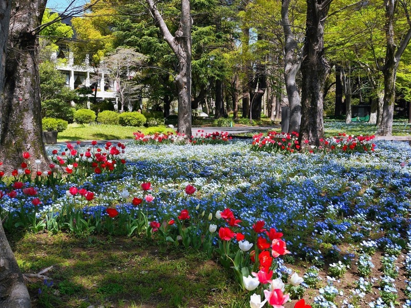 【2026年最新】関東のチューリップ畑おすすめ19選　名所・穴場厳選＆見頃も紹介の5枚目の写真