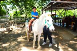 【ふれあい牧場】ポニー乗馬