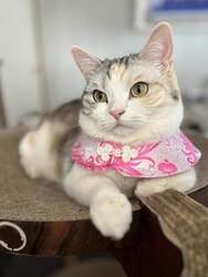 「megumix」チャイナneco necoスタイ