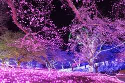 「2,500本の桜を見下ろす絶景体験！神奈川・さがみ湖MORI MORIで夜桜イルミやBBQも満喫」の写真