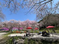 「2,500本の桜を見下ろす絶景体験！神奈川・さがみ湖MORI MORIで夜桜イルミやBBQも満喫」の写真