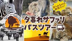 「ホワイトタイガーの双子に毎日会える！　群馬サファリパークで春休みイベント開催」の写真