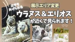 「ホワイトタイガーの双子に毎日会える！　群馬サファリパークで春休みイベント開催」の写真