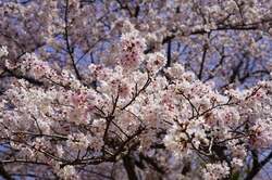 「夜空に舞う桜色ランタン！茨城で「おいも夜桜フェス」開催　入場無料のさくらまつりも」の写真