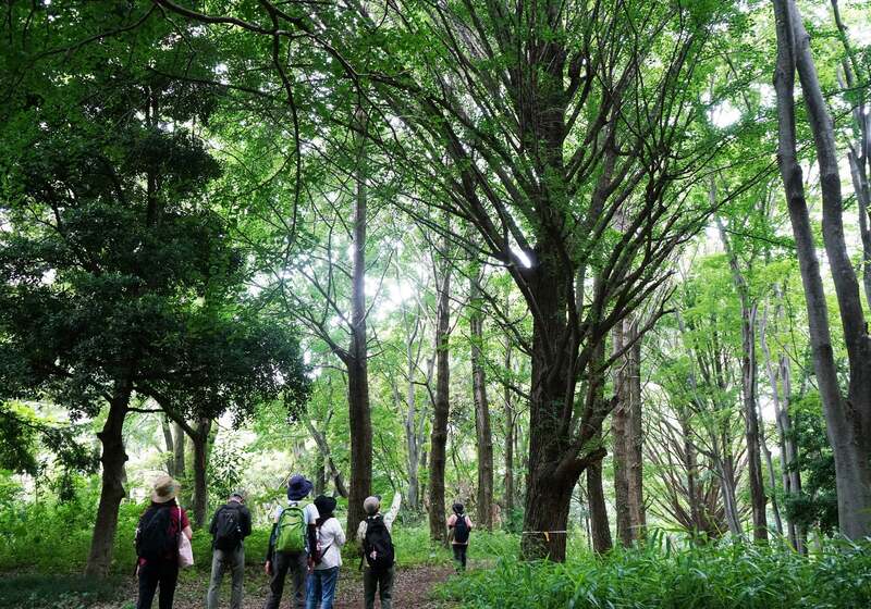 練馬のみどりで森林浴