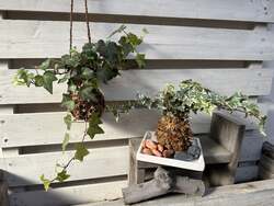 苔玉づくり体験