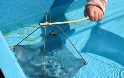 第20回 紀州湯浅のシロウオまつり