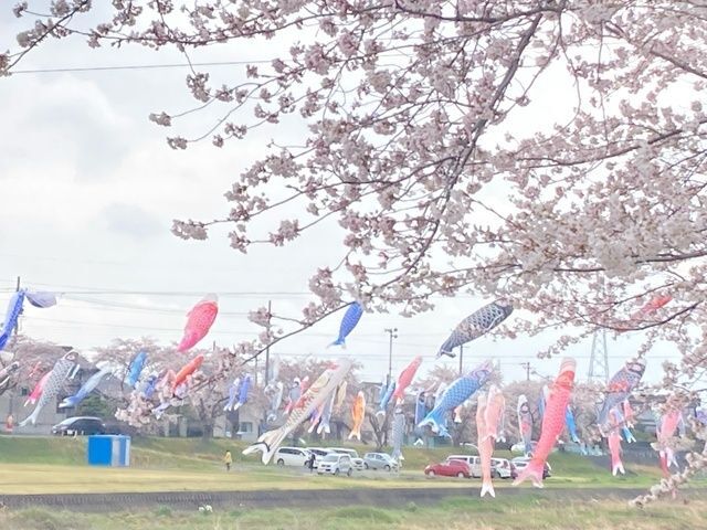 相川こいのぼり一斉遊泳（垂井町観光協会）