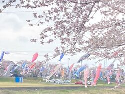 相川こいのぼり一斉遊泳（垂井町観光協会）