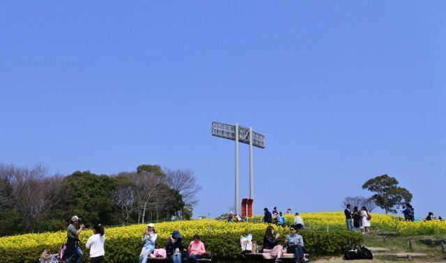 菜の花まつり／(C)神戸総合運動公園