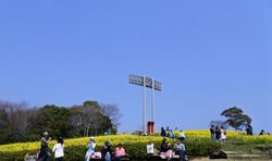菜の花まつり／(C)神戸総合運動公園