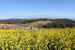 淡路花祭2026春／(C) 一般財団法人淡路島くにうみ協会