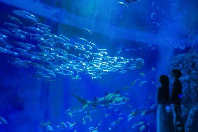 ナイトアクアライブ