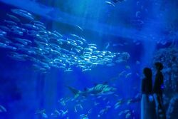 ナイトアクアライブ