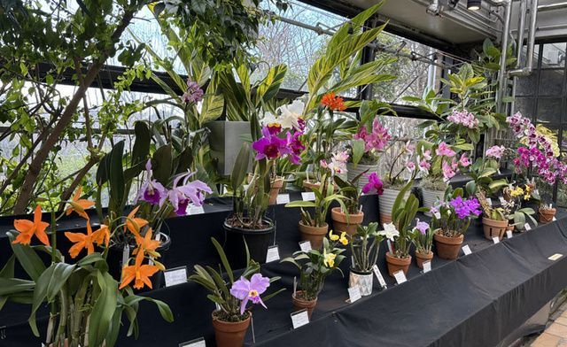 第80回　春の洋らん展