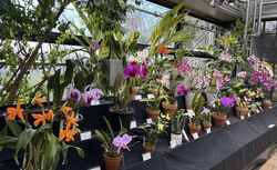 第80回　春の洋らん展