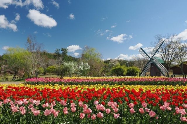 チューリップまつり2026／風車前花壇（昨年）