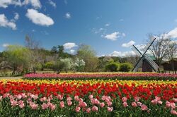 チューリップまつり2026／風車前花壇（昨年）