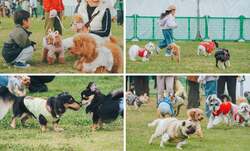 「愛犬と入場無料！180店が集結する「国内最大級のわんこ祭」が駒沢公園で3日間開催」の写真