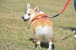 「愛犬と一緒にゴーカート！天然芝ドッグラン＆イルミも　伊豆ぐらんぱる公園で春フェス」の写真