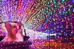 「愛犬と一緒にゴーカート！天然芝ドッグラン＆イルミも　伊豆ぐらんぱる公園で春フェス」の写真