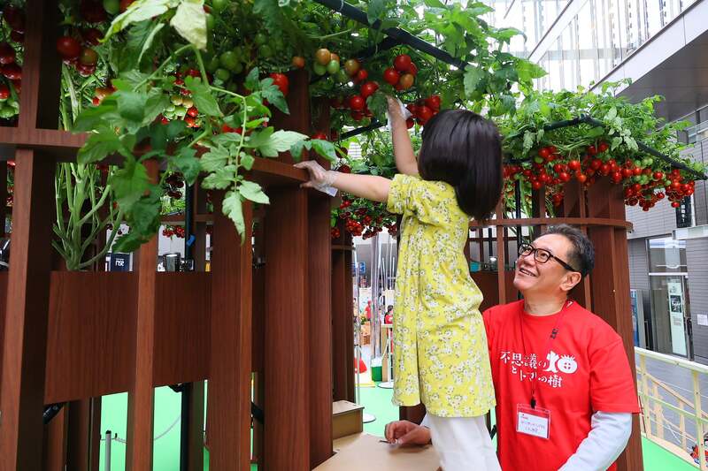 収穫体験の様子