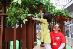 収穫体験の様子