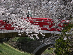 ふかや桜まつり