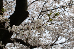 第3回 三芳さくらまつり with みよし芸術祭・春