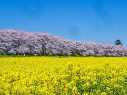 第93回 幸手桜まつり