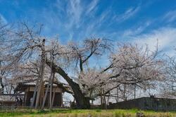 東光寺 板石塔婆公開