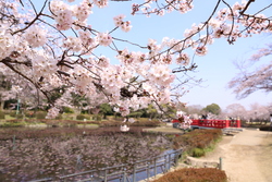 第49回 岩槻城址公園桜まつり