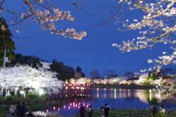 東金桜まつり（東金市 経済環境部 商工観光課 観光係）