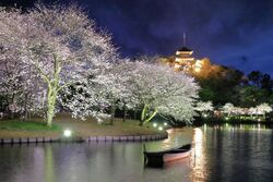 三溪園 桜ライトアップ│(C)三溪園