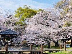 桜色のオニマルシェ（高浜市観光協会）