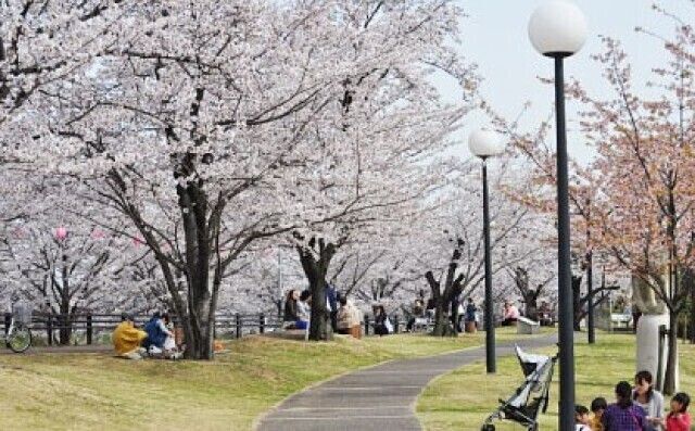 第17回 春日五条川さくらまつり