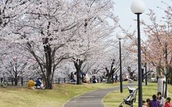 第17回 春日五条川さくらまつり